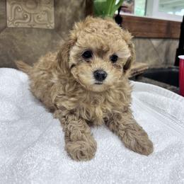 Maltipoo Puppies from Jessica's Maltipoos
