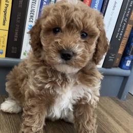 Girl 2 - Apricot female Goldendoodle puppy in Lapeer, Michigan from Doodle All Day