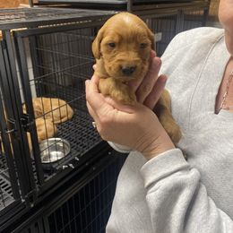 Golden Retriever Puppies from Red MAX Golden Retrievers