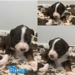 Australian Shepherd Puppies from Southern Copper Sun Aussies