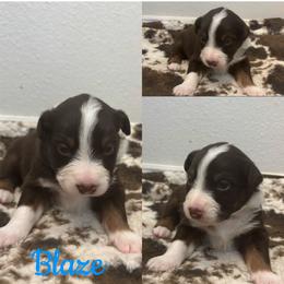 Australian Shepherd Puppies from Southern Copper Sun Aussies