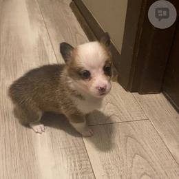 Maggie - Sable female Pembroke Welsh Corgi puppy in Nevada, Iowa from Rogers AKC Corgis of Iowa.