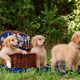 Golden Retriever Puppies from Glimmer Goldens