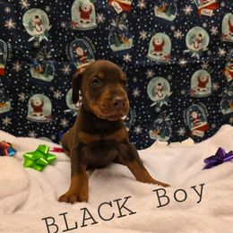 Black - Red and rust male Doberman Pinscher puppy in Knox, Indiana from Double River Dobermans