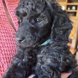 Johann - Black male Poodle puppy in Hartselle, Alabama from Phare Poodles