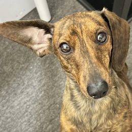 Dachshunds from The Dainty Dachshund