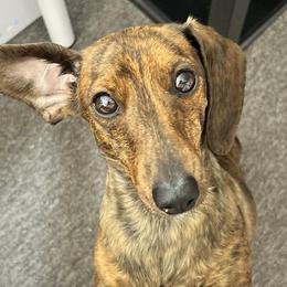 Dachshunds from The Dainty Dachshund