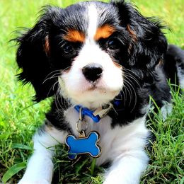 Cavalier King Charles Spaniels from Rose Paws LLC