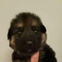 German Shepherd Puppies from Von Jo-Rielle Kennel