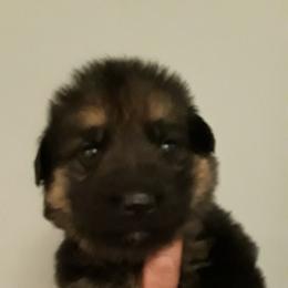 German Shepherd Puppies from Von Jo-Rielle Kennel