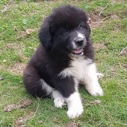 Puppy ID 47253 - White and badger male Great Pyrenees puppy in Leicester, North Carolina from Randall Glen Pyrenees