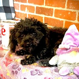 Duke - Poodle