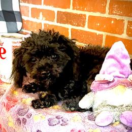 Duke - Poodle