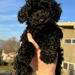 Schnoodle Puppies from Roux's Munchkins
