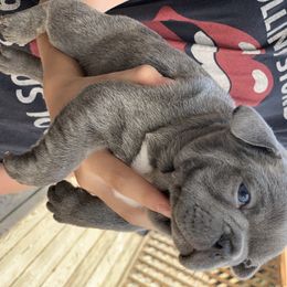 French Bulldog Puppies from McKay’s frenchies & fluffies