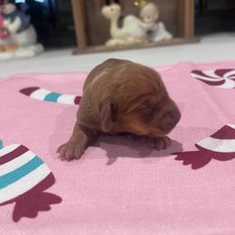 Dancer - Chocolate male Dachshund puppy in Fort Myers, Florida from Lady Margery’s Dachshunds