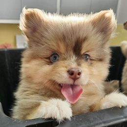 Kiana - Merle female Pomsky puppy in Southern California, California from SoCal Pomskies LLC