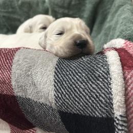 Sirius - B3 - Light golden male Golden Retriever puppy in Holly, Michigan from Nina's Golden hour