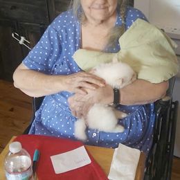 Pomeranian and Pomsky Puppies from Spillman's Specialty Breeding