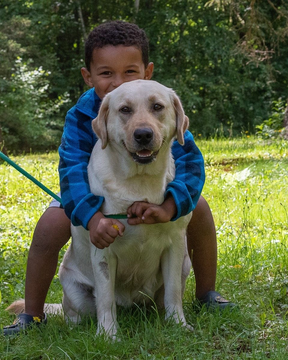 Brookstone Labradors in New Hampshire Labrador Retriever puppies