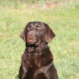 Labrador Retriever All Grown Up from Amber Run Kennels