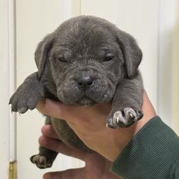 Girl 3 - Gray female Cane Corso puppy in Kaufman, Texas from Phantom Corsos