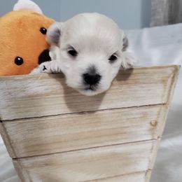 Cavapoo, Maltipoo, and Poodle Puppies from My Sweet Poodles and Doodles