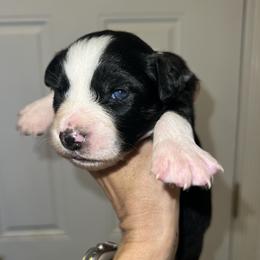 Winter - Black & white female Australian Shepherd puppy in Piedmont, Oklahoma from HeartDriven Aussies