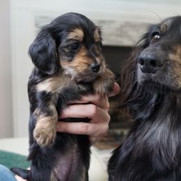 Companion Cross Puppies from Luna's Dorkie Pups