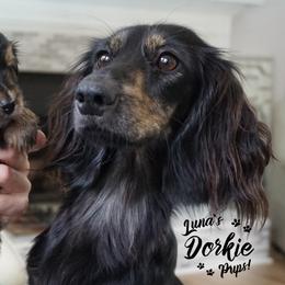 Companion Cross Puppies from Luna's Dorkie Pups