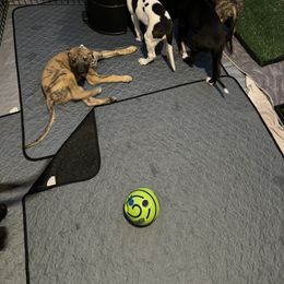 Greyhound Puppies from ARK Kennels