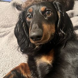 Timmy - Dachshund