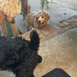 Poodle Puppies from Royal Dixie Poodles