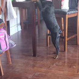 Rottweiler Puppies from Vom Arnold-Hause Rottweilers