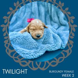 Goldendoodle Puppies from Locust Hill Goldendoodles