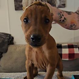 LEO- Reserved- Boy - Red male German Pinscher puppy in Chatham, Virginia from WMHK9/Roolyn German Pinschers