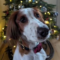 Molly - Irish Red and White Setter