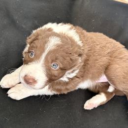 Girl 2 - female Border Collie puppy in Santa Rosa, California from Corona Ranch Collies