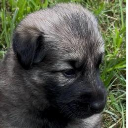Tacoma - Sable female German Shepherd puppy in Yuba City, California from Barton’s German Shepherds