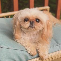 Daysie - Shih Tzu
