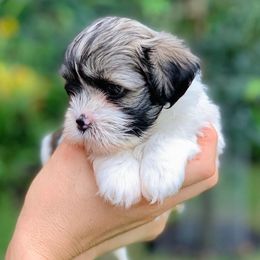 Lhasa Apso Puppies from Florida Lhasa Apso