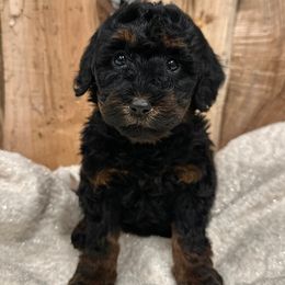 Holly Rosé - Phantom female Bernedoodle puppy in Thornville, Ohio from Four Front Doodles & Friends