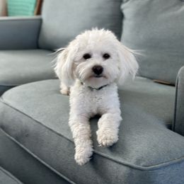 Coton de Tulear All Grown Up from Seven Seas Cotons