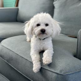 Coton de Tulear All Grown Up from Seven Seas Cotons