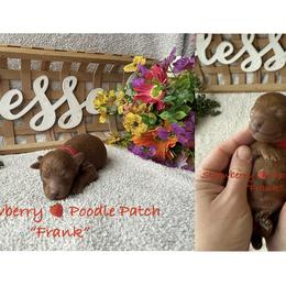 Frank - Red  male Poodle puppy in Boyes, Montana from Strawberry Poodle Patch