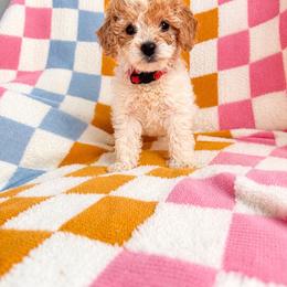 Ella Langley - Parti female Goldendoodle puppy in Norris, Tennessee from Young Farms