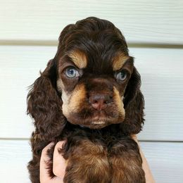 Cocker Spaniel Puppies from Hallmark Cocker Spaniels