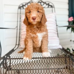 Caramello - Apricot female Goldendoodle puppy in Hiddenite, North Carolina from Rose and Reid Doodles