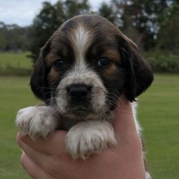 Happy - Tri-Roan male English Springer Spaniel puppy in Lake City, Florida from Patriot Springer Spaniels