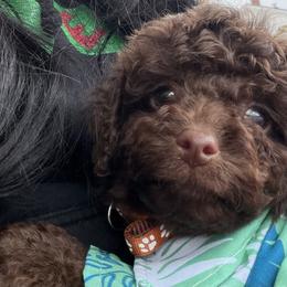 Poodle Puppies from Tiny Toy Poodles